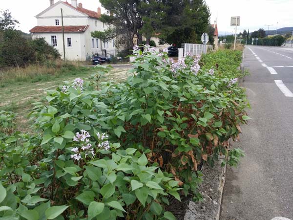 lilas